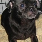 Black Pug Mix