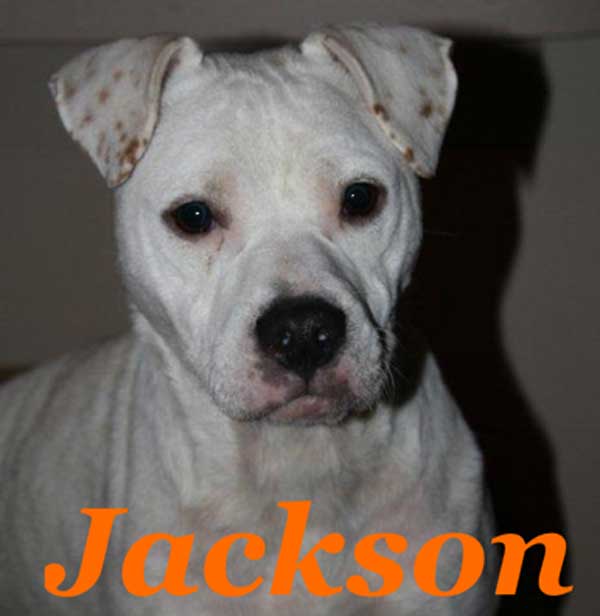 jackson