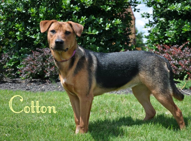 Cotton | Adoptable Rescue Dog in Memphis,TN